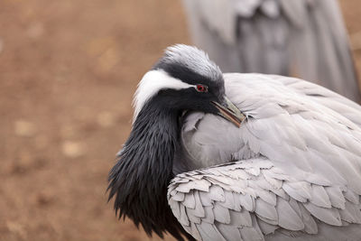 Close-up of bird perching outdoors