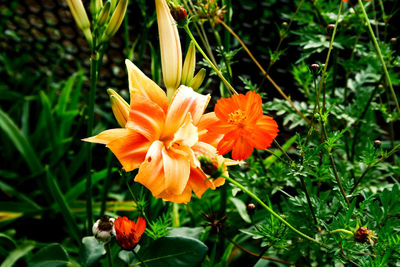 flowering plant