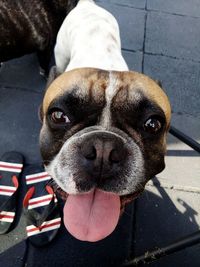 Close-up portrait of dog on footpath