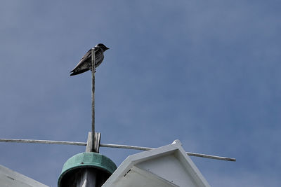 Low angle view of purple martin perching on metal against sky