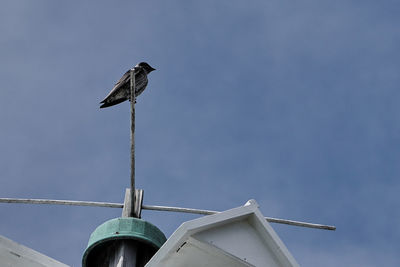 Low angle view of bird perching on metal against sky