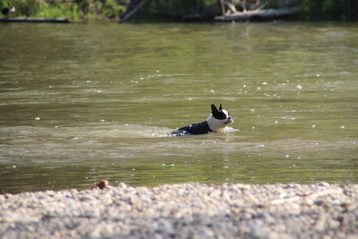 Duck swimming in lake