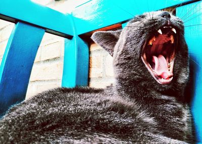 Close-up of cat yawning