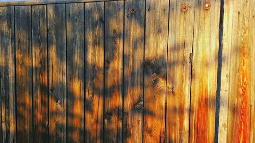 Full frame shot of bird perching on wood