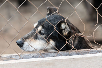 Close-up of a horse on fence in zoo