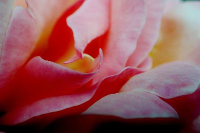 Full frame shot of pink flower