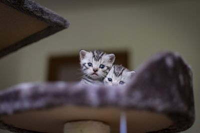 Portrait of kitten relaxing at home