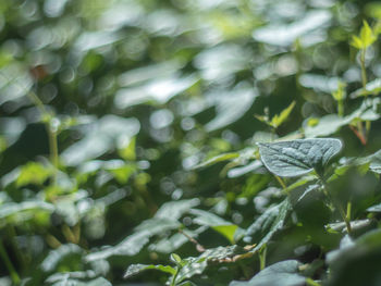 Close-up of water drops on leaves