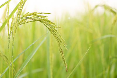 Close-up of wheat growing on field