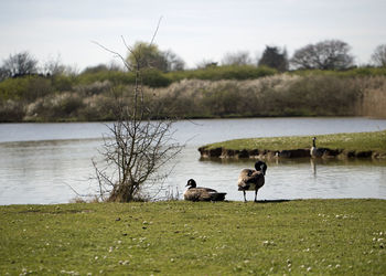 View of a bird on lakeshore