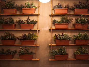 Full frame shot of potted plants