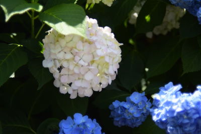 Close-up of hydrangea blooming outdoors