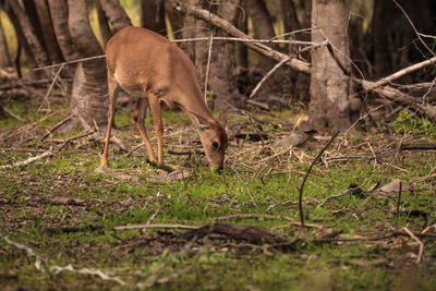 White-tailed deer odocoileus virginianus forages for clover in the wetland 