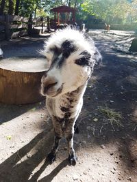 Portrait of horse standing outdoors