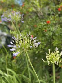 Close-up of white flowering plant
