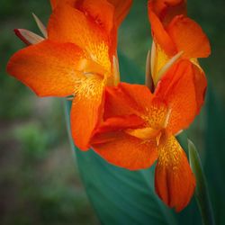 Close-up of orange flowers blooming outdoors