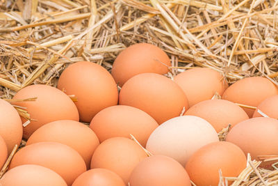 High angle view of eggs in container