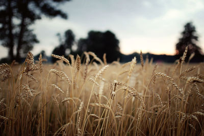 Wheat growing on farm