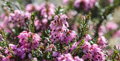 Close-up of pink flowering plant in park