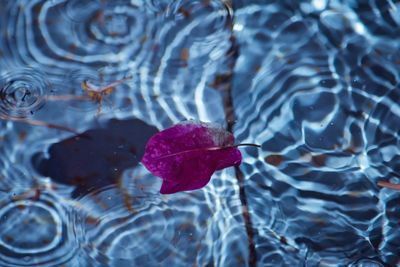 Close-up of wet red flower