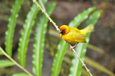 Close-up of bird perching on yellow flower