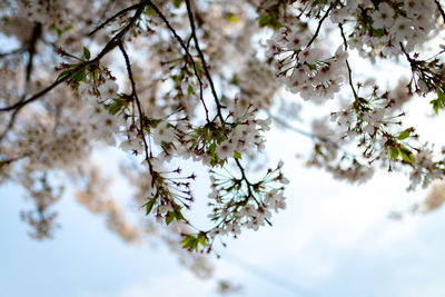 Cherry blossoms at the entrance of mokpo sculpture park