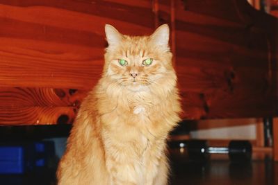 Portrait of cat sitting on sofa