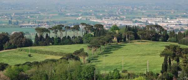 Trees in a green landscape in bertinoro, forlì-cesena, emilia romagna, italy.