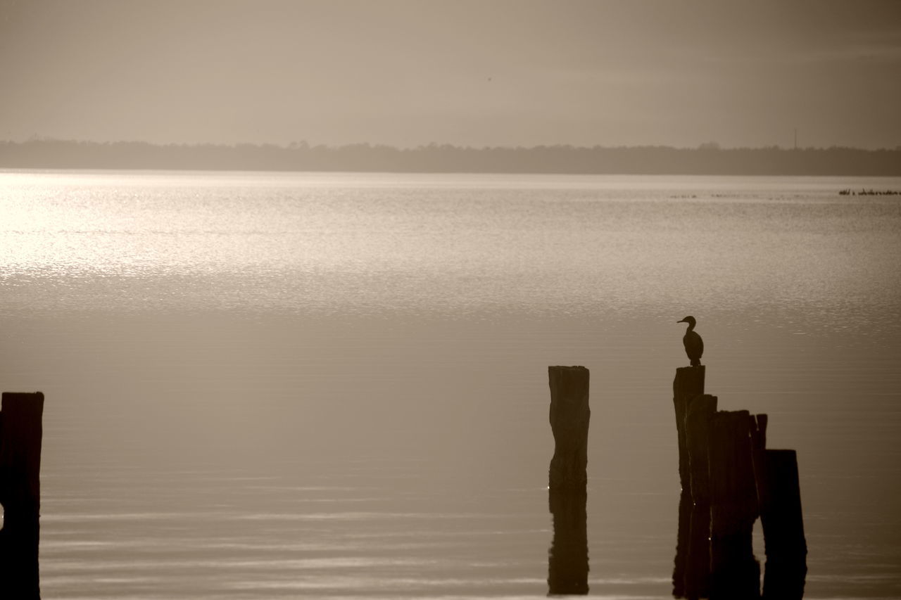 Bird on piling