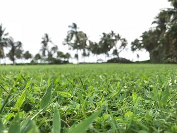 Surface level of grassy field against sky