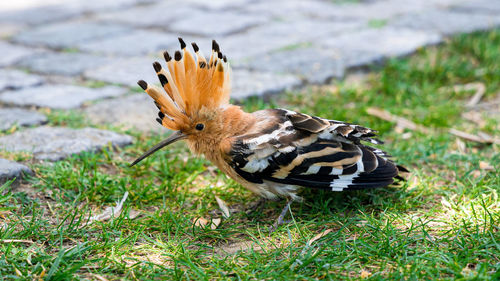 Close-up of a bird on a field