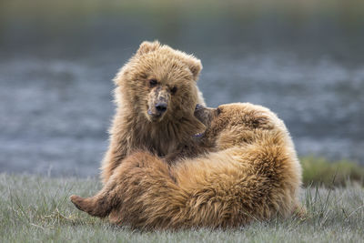 Young bears playing