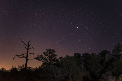 Low angle view of silhouette trees against sky at night