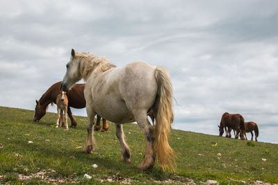 Family of happy horses in the italian mountain