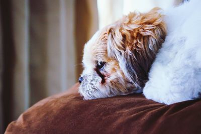 Close-up of dog sleeping at home