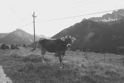 Cows standing in field