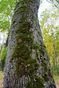 Low angle view of tree trunk in forest
