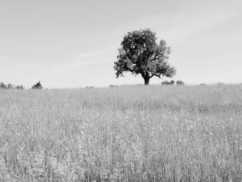 Scenic view of wheat field against clear sky