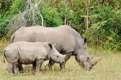 Rhinoceros standing on field