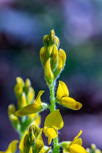 Flower outside in nature