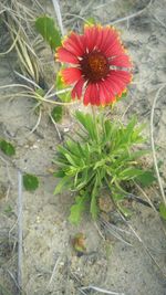 Close-up of red flowers