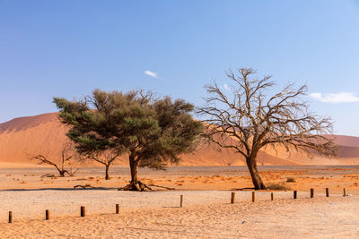 Trees on desert against sky