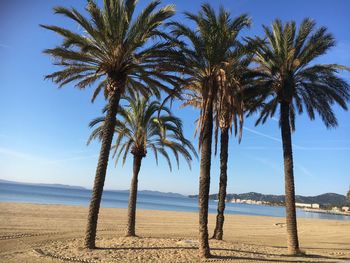 Palm trees on beach against sky