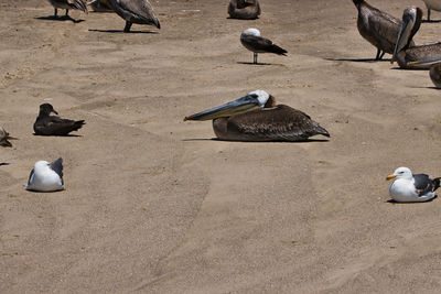 High angle view of pigeons on beach