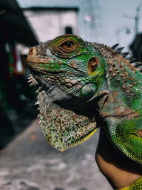 Green iguana reptile animal