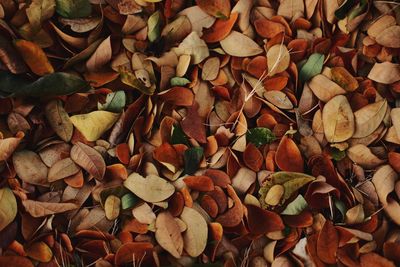 Full frame shot of dry leaves on field