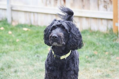 Close-up portrait of black dog