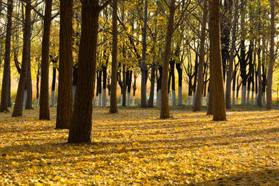 Trees in park during autumn