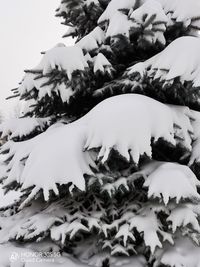 Close-up of snow covered tree against sky