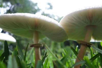 Close-up of mushroom growing against sky